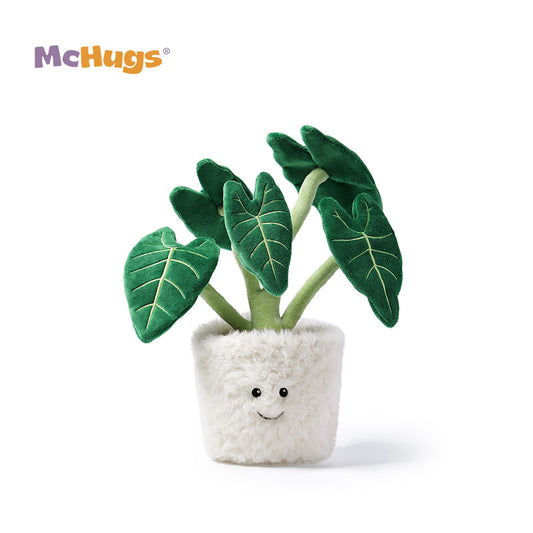 McHugs Alocasia Odora Bonsai
