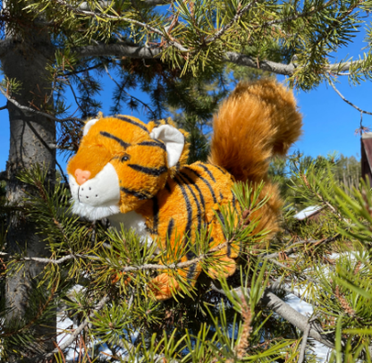 Squiger