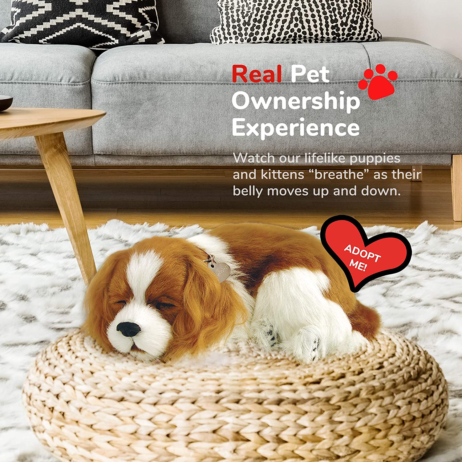 Cavalier King Charles