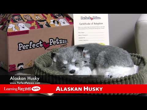 Alaskan Huskey