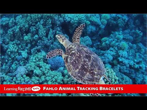 Sea Turtle Sky Stone Journey