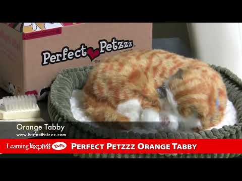 Mini Orange Tabby